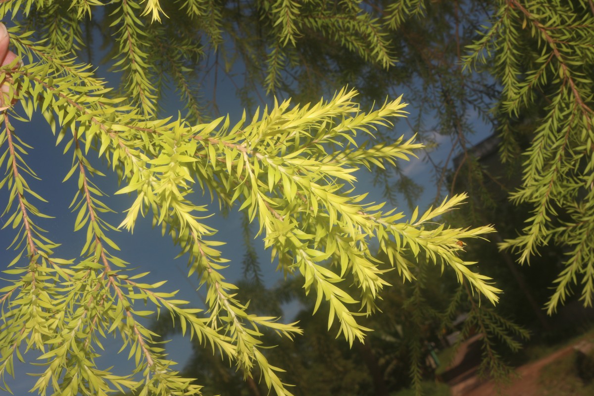 Melaleuca bracteata F.Muell.